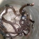 Cả gia đình sốc nặng khi phát hiện 11 con rắn hổ mang trong nhà avatar1753583230266 17535832306701203892037jpg