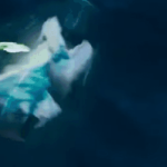 Phim Trung Quốc mới chiếu đã lập kỷ lục vô địch 2025: Nam chính đẹp như món quà trời ban, cả đời chưa từng diễn hay đến thế avatar1753607035538 17536070360561664604074 18 0 434 795 crop 17536072144144191857gifpng