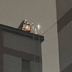 Phát hiện thi thể người đàn ông trong bể chứa nước của chung cư có 167 hộ dân, toàn bộ cư dân rơi vào hoảng loạn avatar1753793753620 1753793754070753567592jpeg