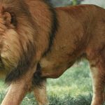 Tranh cãi quanh trào lưu nuôi sư tử làm thú cưng tại Thái Lan avatar1753923777207 17539237775002042724729 0 108 571 1022 crop 17539239964001218742649jpg