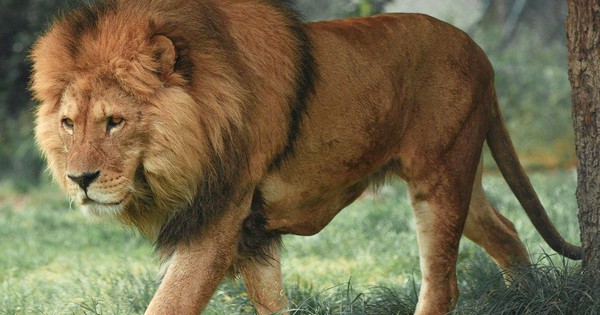 Tranh cãi quanh trào lưu nuôi sư tử làm thú cưng tại Thái Lan avatar1753923777207 17539237775002042724729 0 108 571 1022 crop 17539239964001218742649jpg