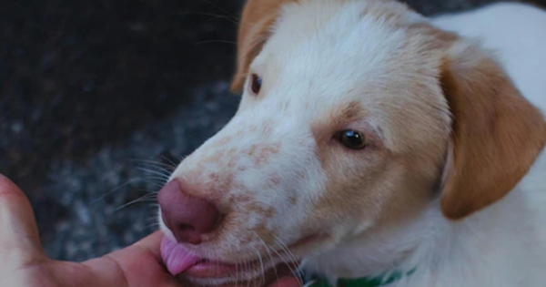 Bị chó liếm chân, người phụ nữ qua đời sau hơn 1 tuần avatar1753952939673 1753952939975596577856 0 68 272 504 crop 1753952964892946524268png