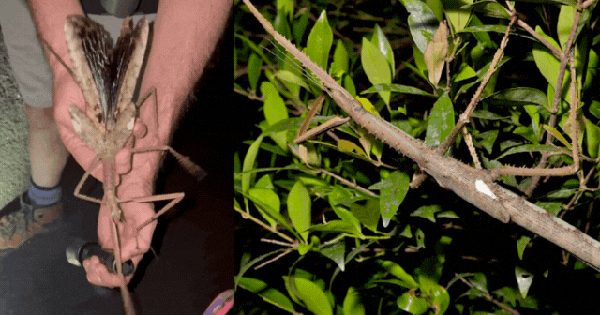 Phát hiện loài côn trùng khổng lồ mới nặng nhất từ trước tới nay avatar1753955610206 1753955610637674936559gifpng