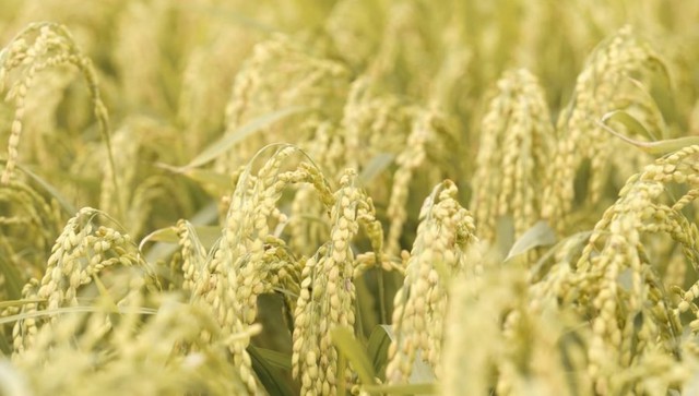 Bê bối gạo giả rúng động đất nước, đích thân Tổng thống chỉ đạo điều tra: 6 công ty gạo lớn bị nghi cầm đầu, trên 200 tấn gạo nhái bị thu giữ, người tiêu dùng chịu thiệt hơn 6 tỷ USD- Ảnh 1. Bê bối gạo giả rúng động đất nước, đích thân Tổng thống chỉ đạo điều tra: 6 công ty gạo lớn bị nghi cầm đầu, trên 200 tấn gạo nhái bị thu giữ, người tiêu dùng chịu thiệt hơn 6 tỷ USD- Ảnh 1.