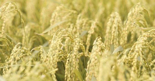 Bê bối gạo giả rúng động đất nước, đích thân Tổng thống chỉ đạo điều tra: 6 công ty gạo lớn bị nghi cầm đầu, trên 200 tấn gạo nhái bị thu giữ, người tiêu dùng chịu thiệt hơn 6 tỷ USD avatar1754194922061 17541949412961901648867jpeg