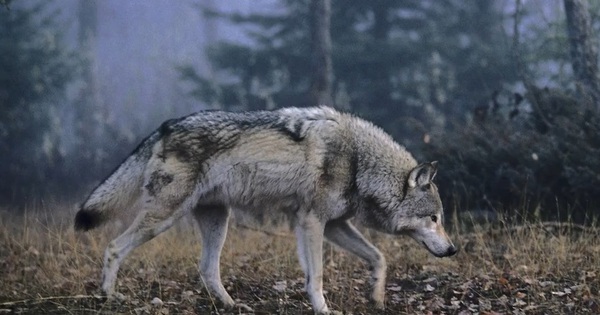 Kinh hoàng bé trai 6 tuổi bị sói kéo vào rừng ngay trước mắt mẹ avatar1754227309216 1754227309479379392059jpg