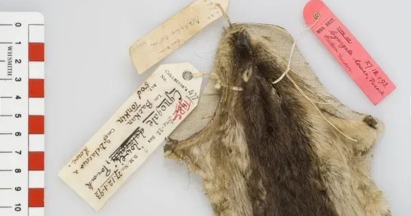 Loài vật ở Việt Nam hiếm bậc nhất hành tinh: Chỉ biết qua 1 mẫu da duy nhất, 90 năm chưa tìm được thêm avatar1754296204841 17542962051991637233829jpg