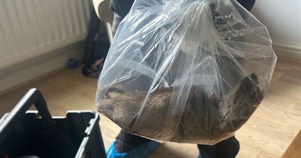 Bàng hoàng bắt được con chuột khổng lồ dài tới hơn 55cm avatar1754297946027 17542979463421771083029jpg