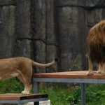 Vườn thú Đan Mạch kêu gọi hiến thú cưng bỏ đi để làm mồi cho thú dữ avatar1754402481619 1754402481929511974097jpg