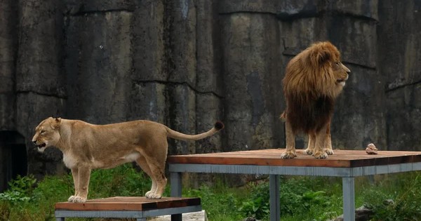 Vườn thú Đan Mạch kêu gọi hiến thú cưng bỏ đi để làm mồi cho thú dữ avatar1754402481619 1754402481929511974097jpg