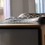 Trăn khổng lồ dài 5 mét "đột nhập" phòng nuôi 10 con mèo, cảnh tượng bên trong khiến tất cả rùng mình avatar1754407509850 1754407510138957212781png