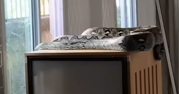 Trăn khổng lồ dài 5 mét "đột nhập" phòng nuôi 10 con mèo, cảnh tượng bên trong khiến tất cả rùng mình avatar1754407509850 1754407510138957212781png