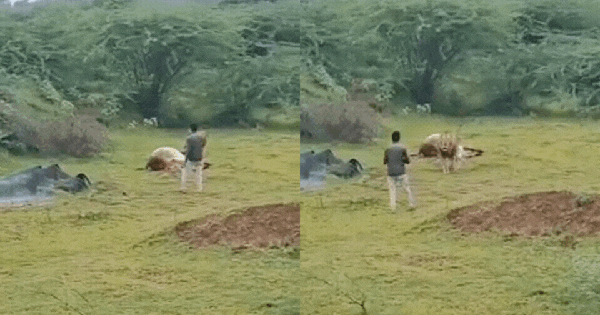 Nam du khách liều lĩnh tiếp cận sư tử đang ăn mồi để quay clip, người chứng kiến hoảng loạn avatar1754579801982 17545798023241641063689gifpng