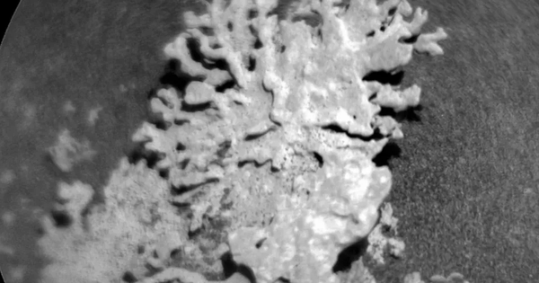 NASA phát hiện dấu vết của “san hô” hàng tỷ năm tuổi trên sao Hỏa avatar1754707146668 17547071468722131485881png