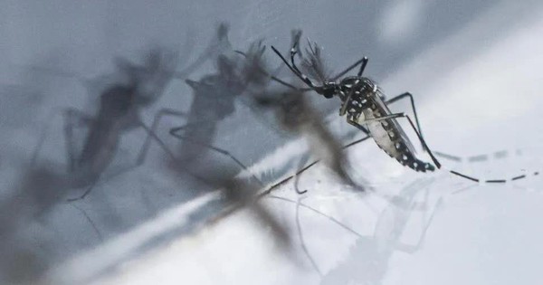 Số ca sốt do virus chikungunya tăng gấp đôi, Singapore nâng cao cảnh báo y tế avatar1754729940069 17547299409061576079279jpg