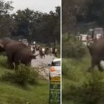 Người đàn ông bị voi dữ rượt đuổi, giẫm đạp lên người và cái kết avatar1754899897710 1754899898158302017049 0 26 315 530 crop 1754899927987488920572jpg