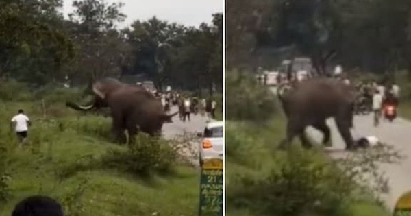 Người đàn ông bị voi dữ rượt đuổi, giẫm đạp lên người và cái kết avatar1754899897710 1754899898158302017049 0 26 315 530 crop 1754899927987488920572jpg