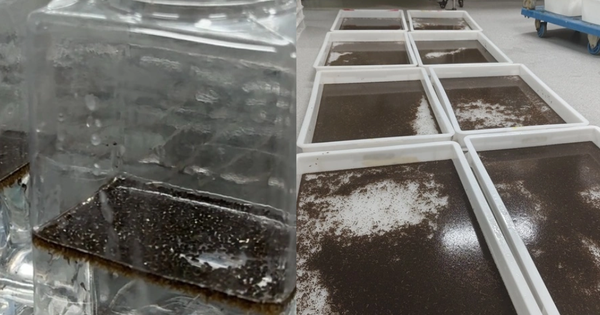 Trung Quốc thả 5 triệu con muỗi mỗi tuần giữa tâm dịch Chikungunya avatar1755069758746 1755069759059362304059png