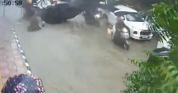 Cây xanh bất ngờ bật gốc, đè trúng hai cha con đi xe máy avatar1755233292178 17552332925751318357871 0 17 315 521 crop 1755234775861968721685jpg