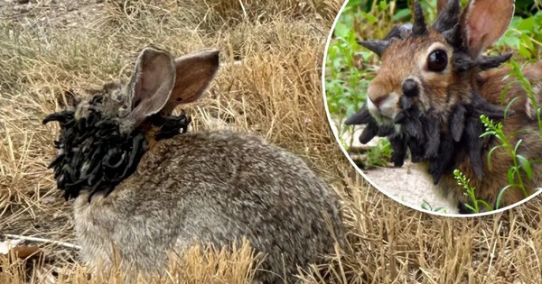 Sinh vật mọc 'sừng' kỳ dị liên tục xuất hiện giữa nước Mỹ: Cư dân lo sợ khiến giới khoa học vào cuộc avatar1755248889514 1755248889875362434884 0 0 640 1024 crop 17552489135282030965767jpg