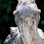 Loài chim quý hiếm bậc nhất thế giới, cao bằng người, chuyên săn cá sấu avatar1755321810859 1755321811385385301110 0 58 315 562 crop 17553218279481038787041jpg