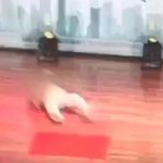 Đang hát trên sân khấu, cụ ông 83 tuổi bất ngờ ngã quỵ, tử vong avatar1755420982120 17554209825151706926557 0 29 315 533 crop 1755420996474492906862jpg