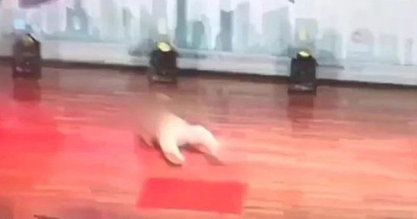 Đang hát trên sân khấu, cụ ông 83 tuổi bất ngờ ngã quỵ, tử vong avatar1755420982120 17554209825151706926557 0 29 315 533 crop 1755420996474492906862jpg