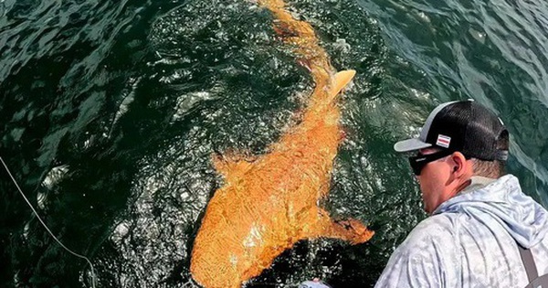 Ngư dân lần đầu câu được cá mập màu cam kỳ lạ với đôi mắt trắng ma quái avatar1755651733913 17556517342311441662308 0 60 315 564 crop 1755651757155327053576jpg