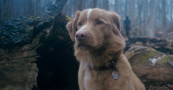 "Chú chó có chết không?" là gì mà lượt tìm kiếm tăng 2000% chỉ sau 2 ngày? avatar1755676612217 17556766128491493656775 0 0 957 1827 crop 17556768808982104141814jpg