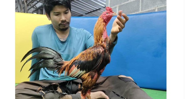 Con gà chọi được trả 5,2 tỷ đồng, người đàn ông liền đồng ý bán avatar1755748556114 17557485566351549475124jpg