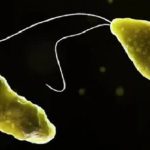 Australia phát hiện "amip ăn não" trong nguồn nước sinh hoạt avatar1755762530812 1755762531212879309919jpg