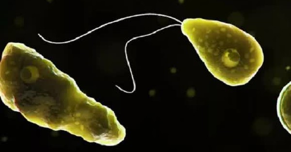 Australia phát hiện "amip ăn não" trong nguồn nước sinh hoạt avatar1755762530812 1755762531212879309919jpg