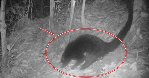 Loài động vật quý hiếm có mùi bắp rang bơ của Việt Nam: Chỉ còn lại khoảng 10 cá thể trên 100 km² avatar1755763013320 17557630140721391292357jpg