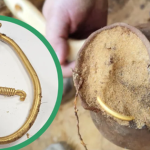 Khám phá khu rừng, 5 tuần đào được 3 kho báu avatar1755847078936 1755847079393516859943 0 45 315 549 crop 1755847108274681858030png