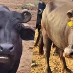 Con trâu được trả 427 triệu đồng, người đàn ông liền đồng ý bán avatar1755858311618 17558583120151132170809 0 67 315 571 crop 17558583308791435841531jpg