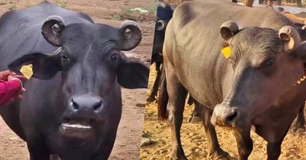 Con trâu được trả 427 triệu đồng, người đàn ông liền đồng ý bán avatar1755858311618 17558583120151132170809 0 67 315 571 crop 17558583308791435841531jpg