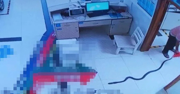 Cụ ông bị rắn hổ mang dài 2,2 mét cắn, gia đình có màn xử lý bất ngờ avatar1755930066642 17559300669311346663170 0 26 315 530 crop 175593008196994688886jpg