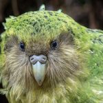 Loài chim cô đơn nhất thế giới avatar1755947903390 17559479038262073551094 0 84 315 588 crop 17559479259941180218402jpg