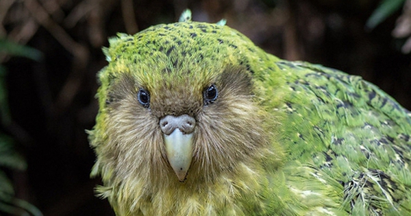 Loài chim cô đơn nhất thế giới avatar1755947903390 17559479038262073551094 0 84 315 588 crop 17559479259941180218402jpg