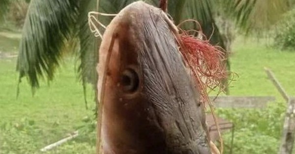 Mổ bụng cá trê, ngư dân sốc nặng khi thấy thứ đáng sợ bên trong avatar1756015550912 17560155512791258052277 0 37 315 541 crop 17560155693081984317926jpg