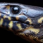 Bí ẩn về loài thằn lằn cổ đại có thể sống sót sau thảm họa diệt vong khủng long! avatar1756041719948 175604172037117010599 0 0 315 504 crop 17560417738821277499860jpg