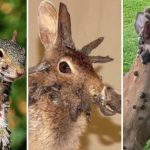 3 loài vật mọc 'sừng' kỳ dị liên tục xuất hiện giữa nước Mỹ: Cư dân lo sợ, giới khoa học vào cuộc giải mã avatar1756082595959 17560825967932010721404jpg