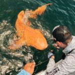 Phát hiện cá mập màu cam “có một không hai” khiến giới khoa học kinh ngạc avatar1756118835248 1756118835577105580567jpg