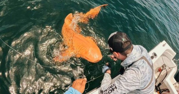 Phát hiện cá mập màu cam “có một không hai” khiến giới khoa học kinh ngạc avatar1756118835248 1756118835577105580567jpg