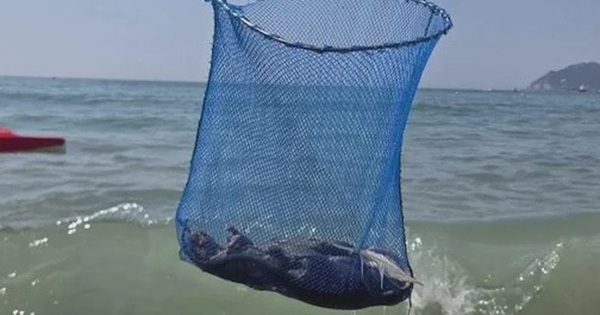 Du khách hoảng loạn rời bãi biển vì phát hiện thứ đáng sợ trôi dạt vào bờ avatar1756185807458 1756185807816582602853 0 44 315 548 crop 17561858337101165077539jpg