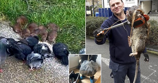 Anh: Phát hiện chuột khổng lồ dài hơn nửa mét ở khắp nơi avatar1756201198128 1756201198366288437341png