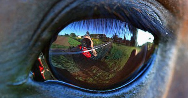 Loài động vật nguy hiểm nhất ở Úc không phải rắn độc hay cá sấu, mà là... avatar1756276496483 17562764967141255766371 0 33 315 537 crop 17562765245521691187859jpg