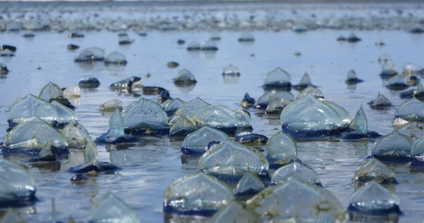 Sinh vật biển "bí ẩn" với hình dáng lạ dạt vào bờ biển Anh avatar1756352785789 17563527862392015845216 0 21 315 525 crop 17563527979611678001144png