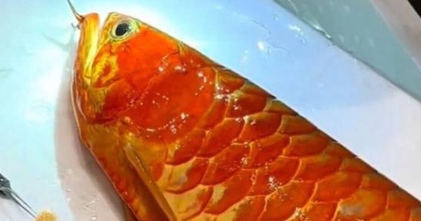 Cá rồng được trả hơn 3,6 tỷ đồng, người đàn vẫn từ chối bán avatar1756551309757 17565513100361140684310 0 31 315 535 crop 1756551326500446154304jpg