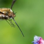 Tại sao bộ não ong nhỏ bé có thể nắm giữ chìa khóa cho AI thế hệ tiếp theo? avatar1756644198521 1756644198822177286382 0 68 272 504 crop 17566442240701102851389jpg